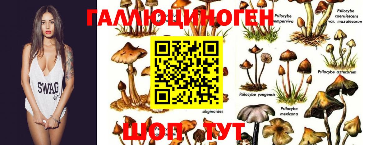 Галлюциногенные грибы ЛСД  Галлюциногенные грибы GOLDEN TEACHER  Карачаевск  Вход с VPN 